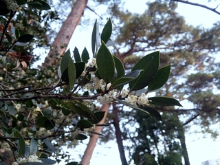 IMG00274.jpg