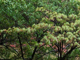 IMG00375.jpg