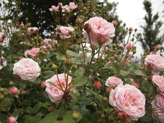 P5290664小.jpg