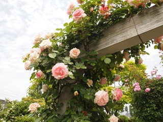 P5290668小.jpg